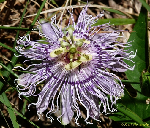 {Passiflora incarnata}